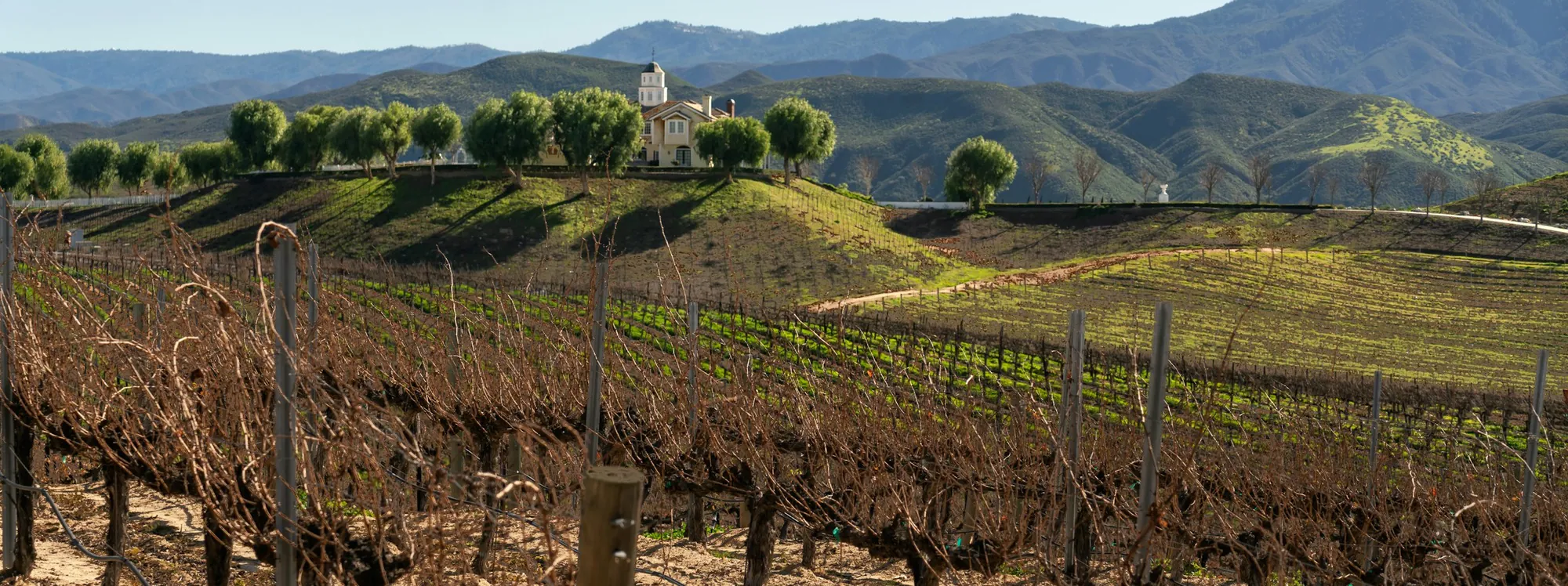 Vineyards and hills in the Temecula Valley